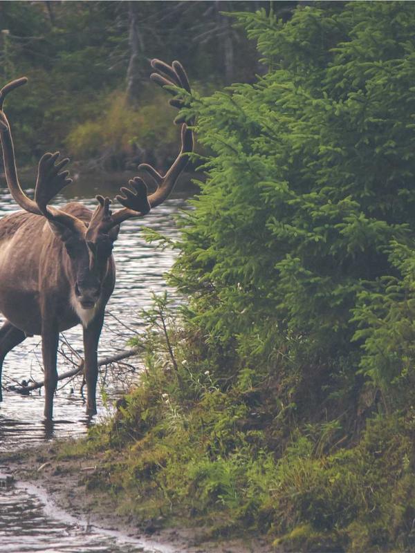Đêm cuối của thầy bùa