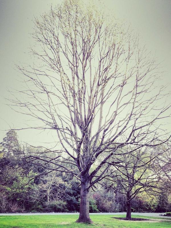 Vụ án mất tích Đồi Cao